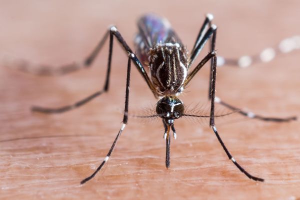 Mosquito da dengue ou pernilongo comum dicas para aprender a diferenciá los Mil Dicas de Mãe